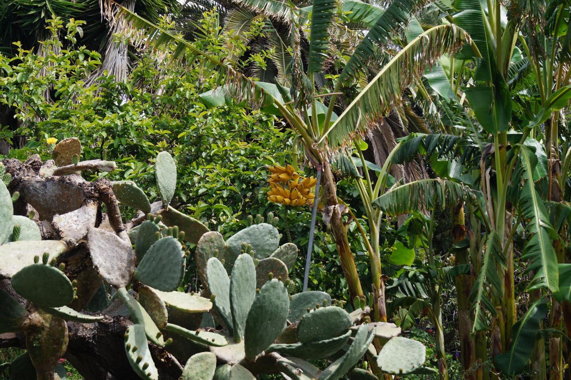La Casita Del Jardinero Los Llanos De Aridane Exterior foto