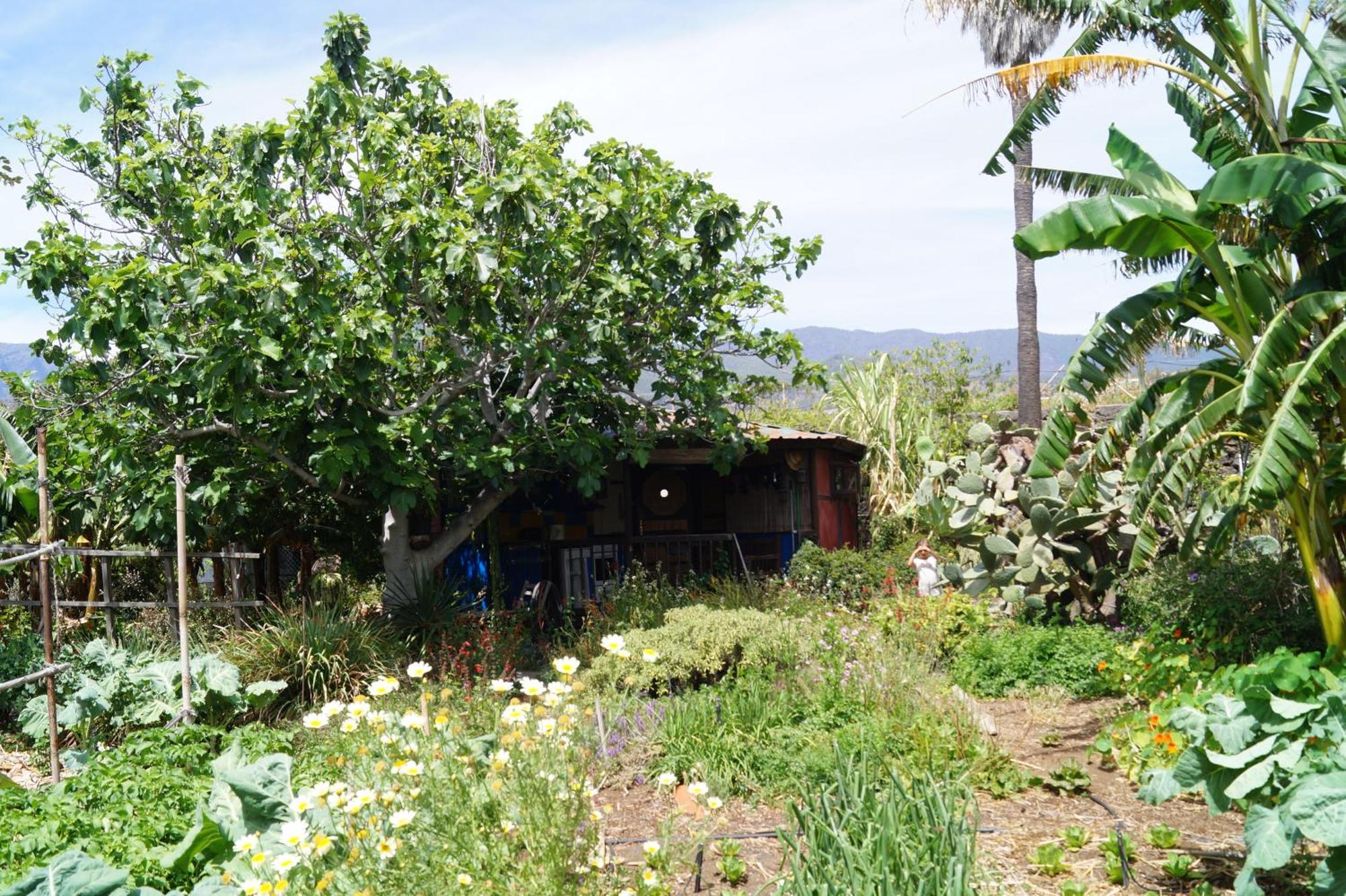La Casita Del Jardinero Los Llanos De Aridane Exterior foto